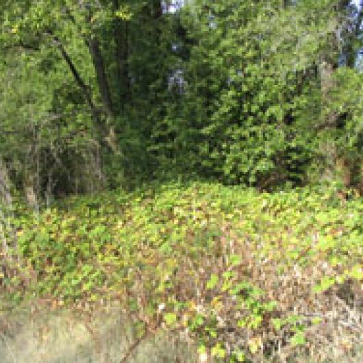 Invasive nonnative plants will be removed from the riparian corridor at the Summerhome park vineyard