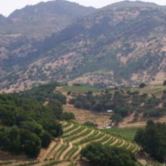 Terraced vineyards of Pine Ridge Winery