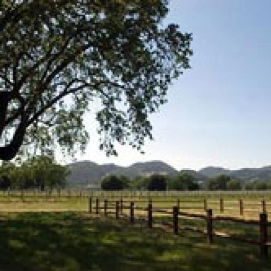 Trefethen Main Ranch vineyard