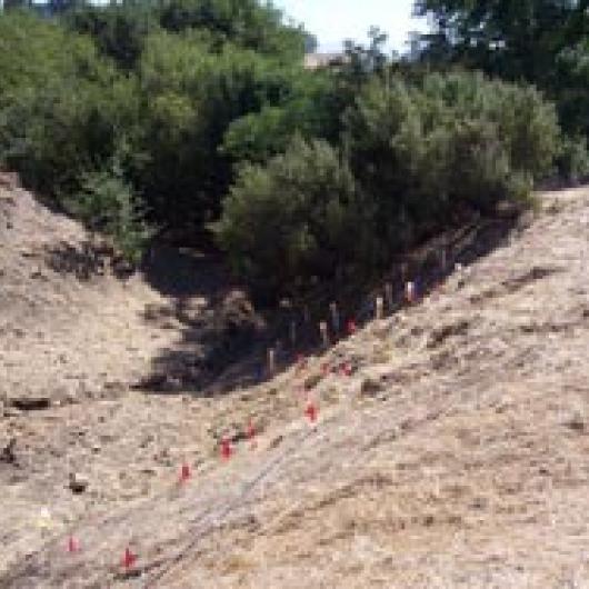 Native plant revegetation of ephemeral creek  channel at Willow Lake Vineyard