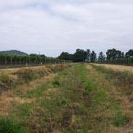 Yountville Vineyard. Grass cover on drainage ditch protects soil from erosion.
