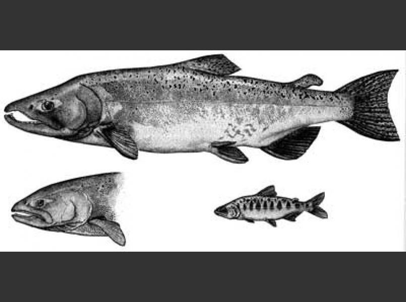 Chinook salmon (Oncorhynchus tshawytscha)