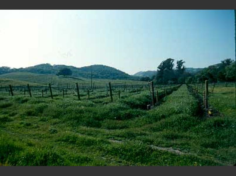 Cover Crop