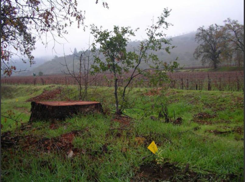 Stump of invasive eucalyptus cut to allow for native plant restoration with live oak seedling germinating after cut.