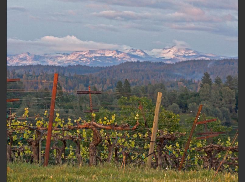 Foothill Vineyard with Sierra Peaks in the Background