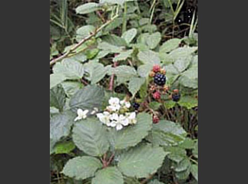 Invasive non-native Himalayan blackberry