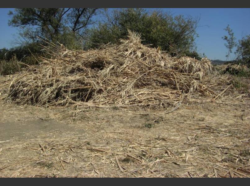 After: Pile of cut Arundo on Bear Creek in August 2008