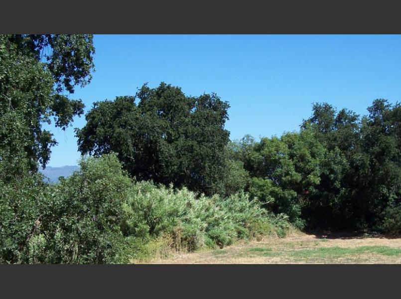 Before: Arundo clumps on Bear Creek prior to removal