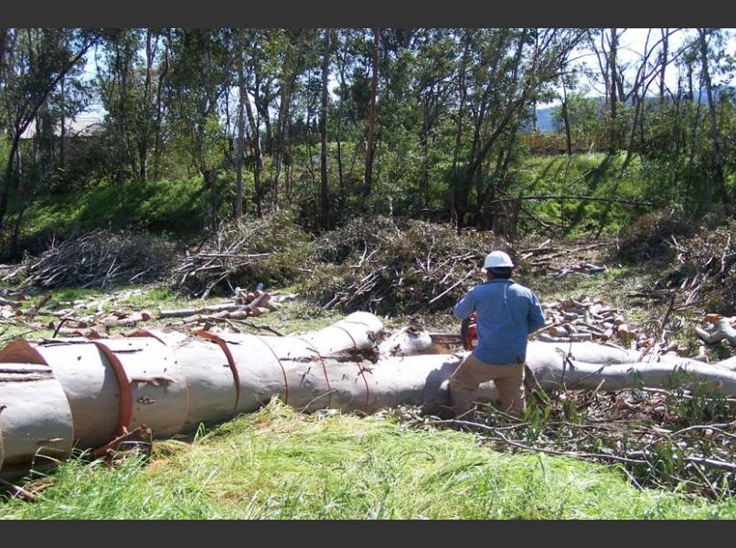 Eucalyptus removal on Conn Creek. Native trees were installed in  winter 2008-2009 by CLSI, Jack Neal and Son, and Heitz Cellars.