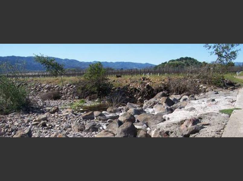 Rector Creek after tree of heaven removal. Native trees were  installed in winter 2008-2009 by Beringer Vineyards and CLSI.