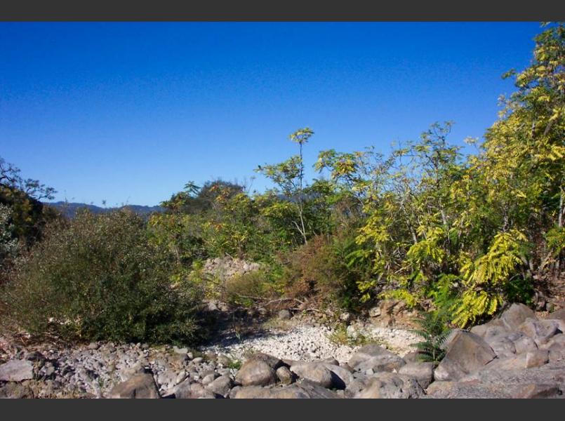 Tree of heaven on Rector Creek prior to removal.