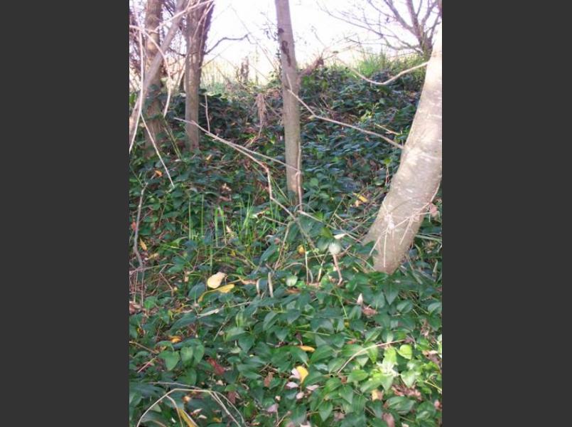 Blue periwinkle creates an understory that keep native trees seedlings from growing