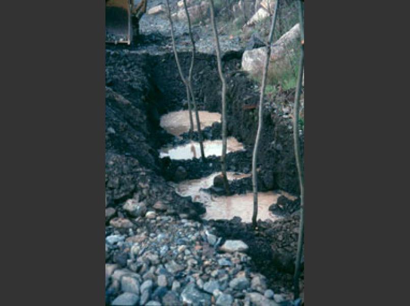 Deep trenching of willow on  Morrison Creek. 