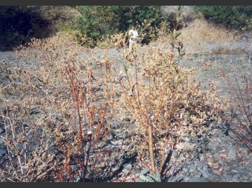 Willows closest to the Russian River did not survive due to the sudden drop in groundwater levels from the reduction in releases from Coyote Dam to the Russian River during the spring.