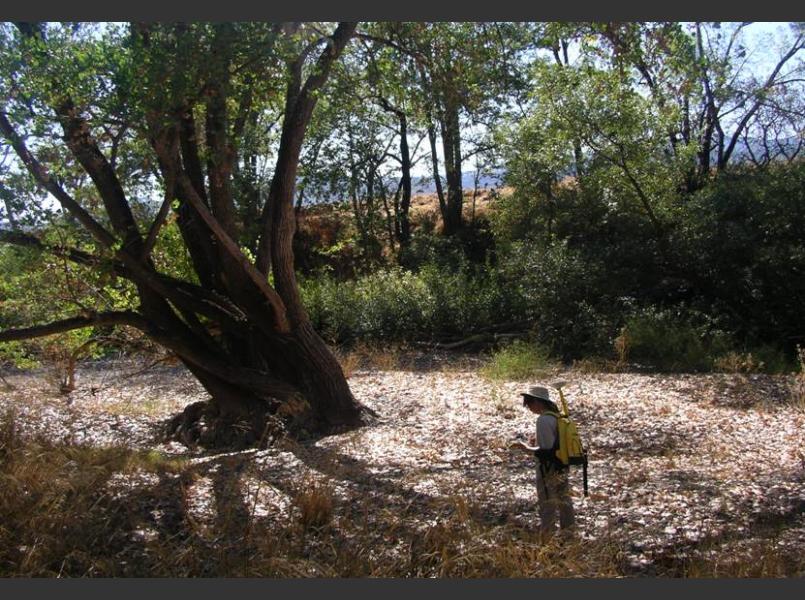 CLSI staff mapped the riparian corridor on the Napa River between  the Oakville Cross road and Oak Knoll Ave bridges