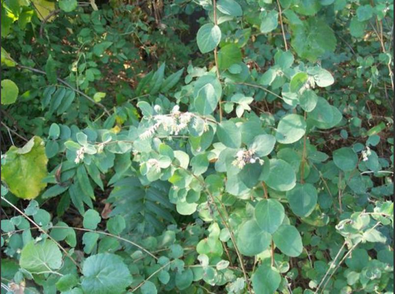 Native snowberry