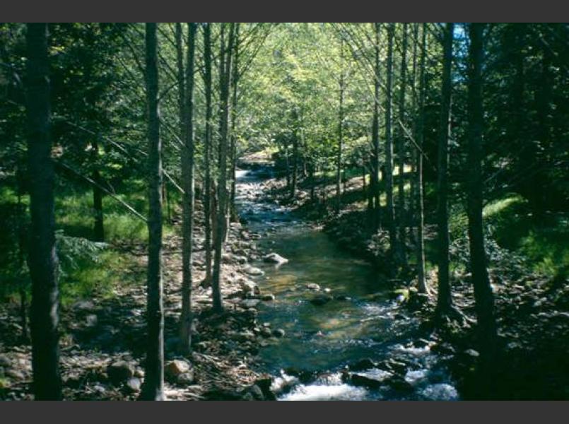 White alders line lower Rockaway Creek