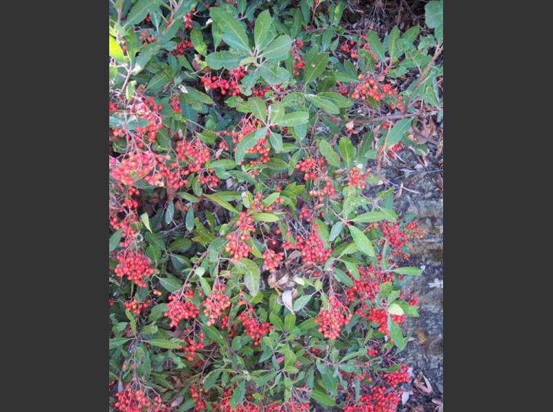 Toyon