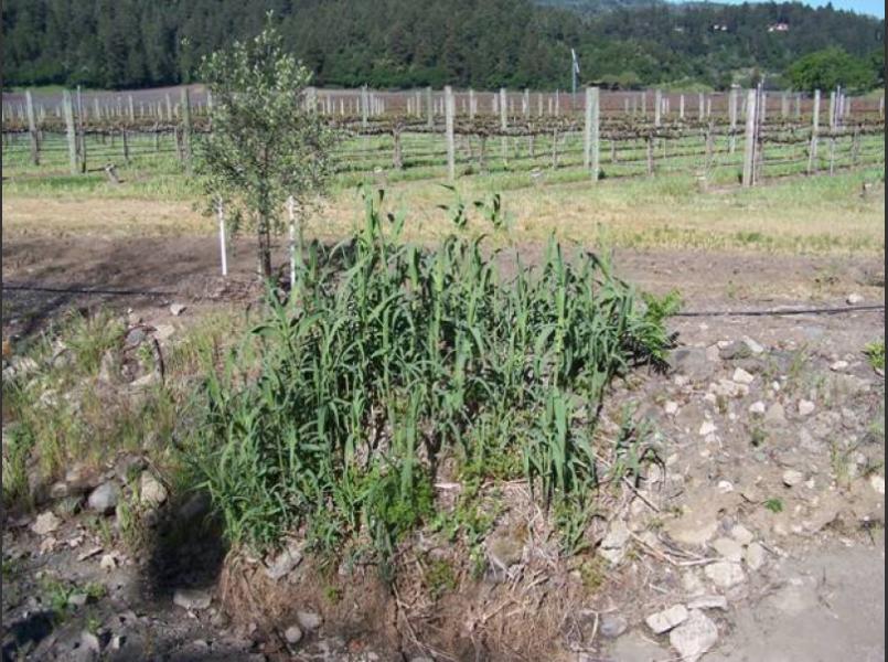 Arundo donax or Giant reed