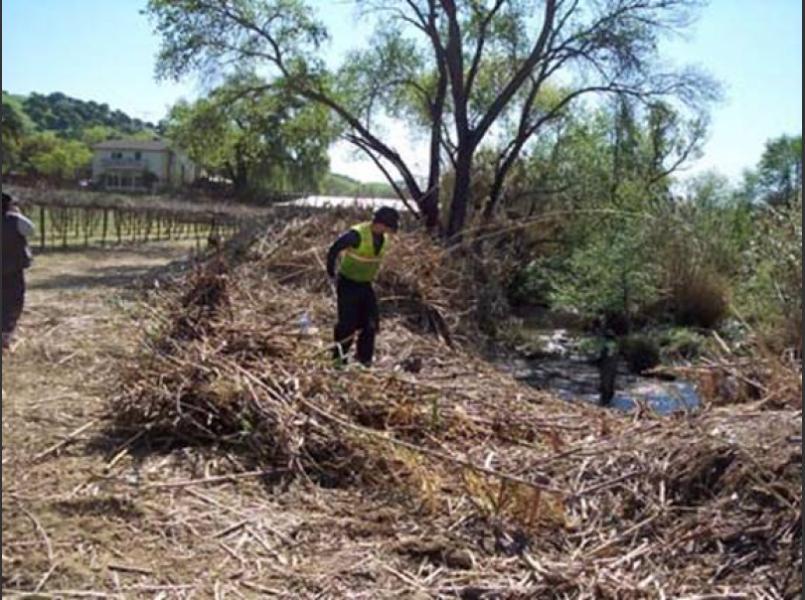 Arundo removal on Suisun Creek in Solano County