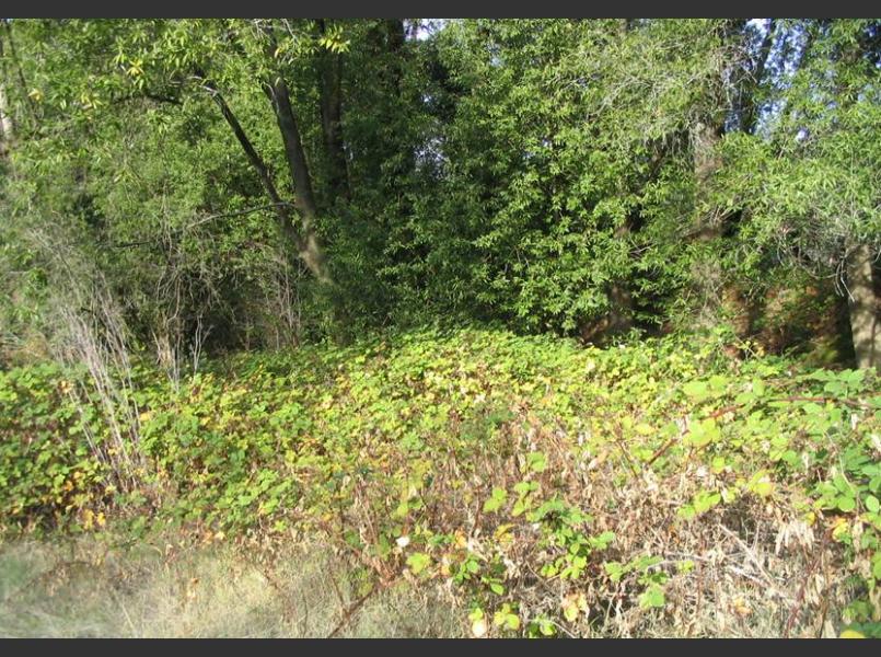 Invasive non-native Himalayan blackberry at Summerhome Park vineyard.