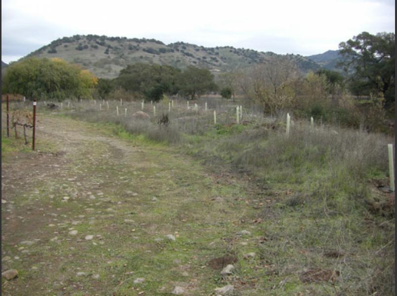 Native trees were installed in winter 2010.