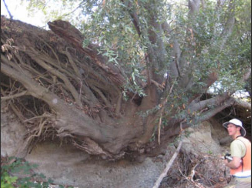 Spider tree is undercut due to channel entrenchment