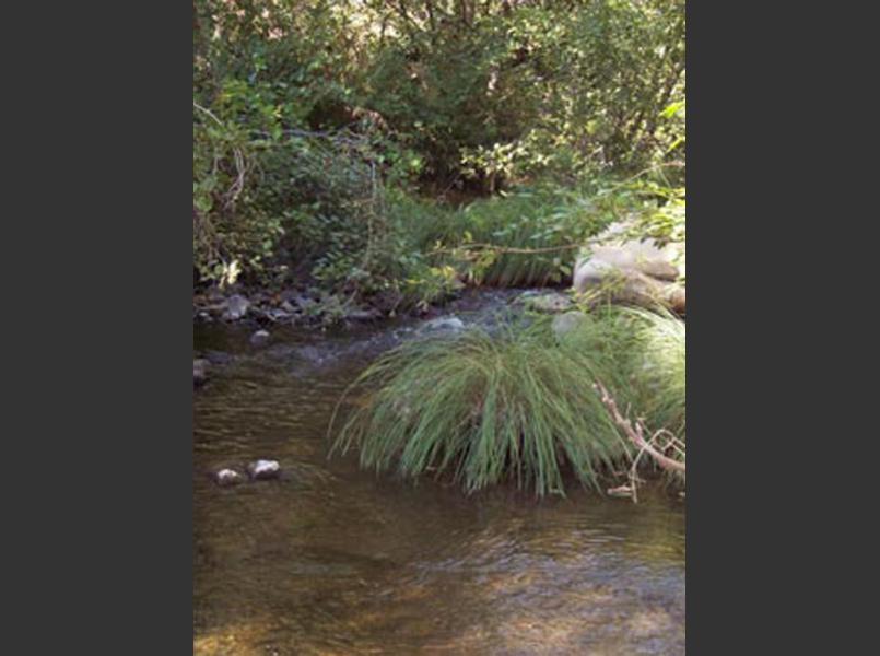 Suisun Creek