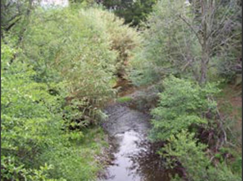 Arundo donax is interspersed in the riparian corridor of Suisun Creek and is being removed by CLSI starting at the Gordon Valley Dam and moving downstream.