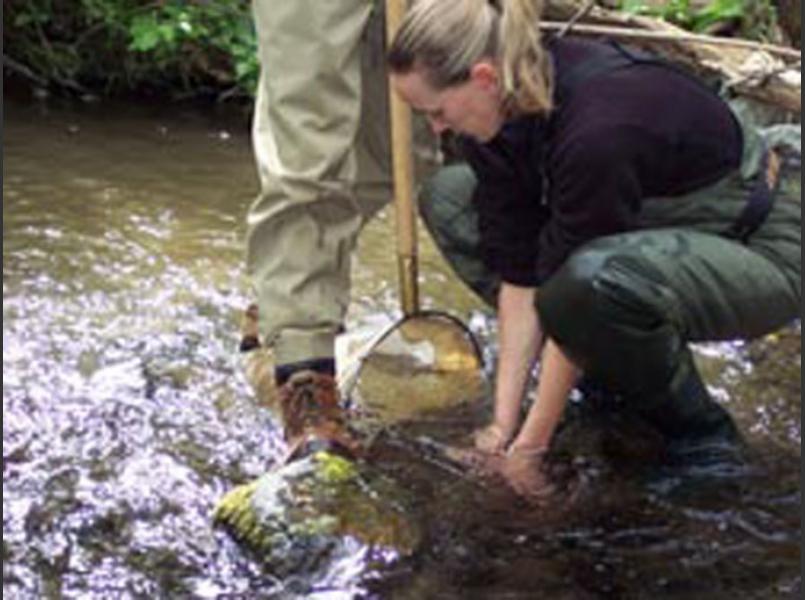 Collecting aquatic insects as part of the environmental monitoring for the Suisun Creek Watershed program