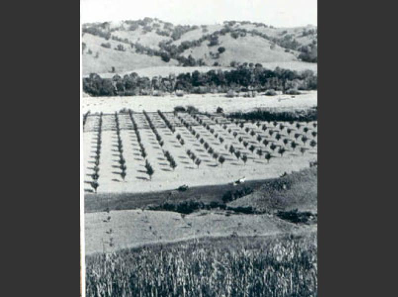 Alexander Valley in the 1800s hosted orchards and dairies. A very wide Russian River corridor is seen in the background