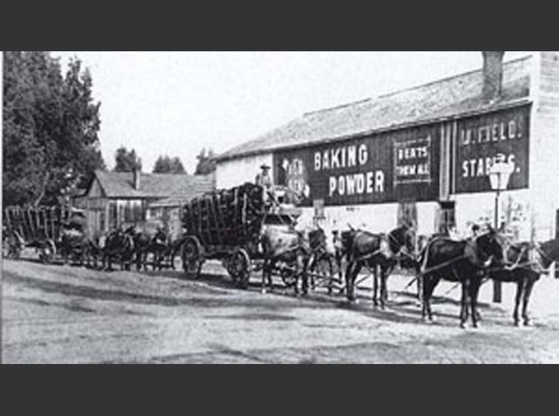 Tan bark harvest for leather tanneries in San Francisco