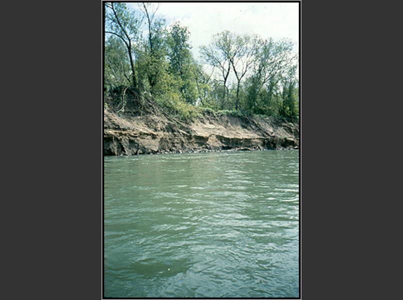 When flood waters are released from Coyote Dam the river banks become saturated and then slump when releases stop.