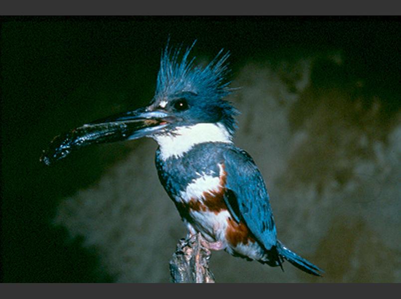 Belted kingfisher is a resident species