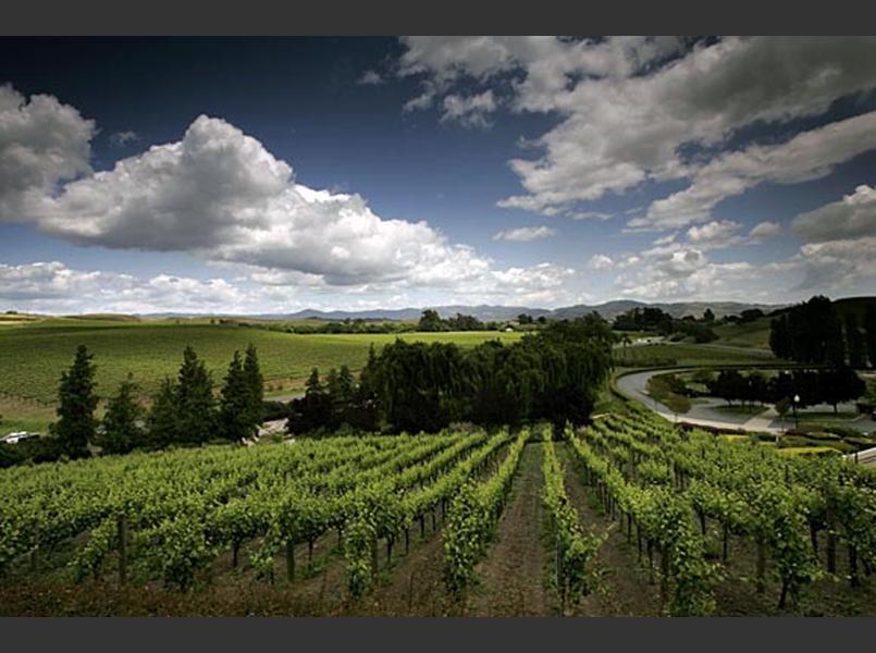 The Carneros region encompasses a large area, including the Carneros and Huichica Creek watersheds