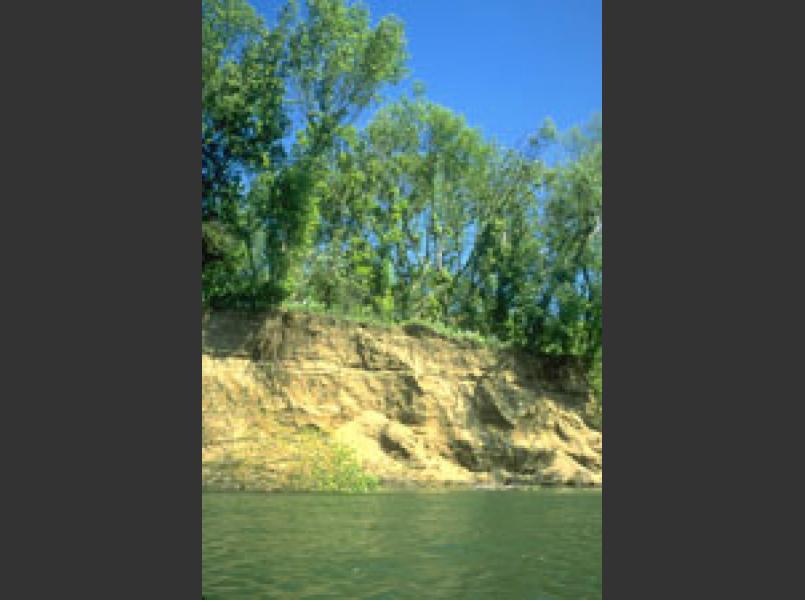 The removal of such large volumes of gravel from the river has resulted in significant environmental damage to the Russian River channel as shown in this photo of the 30 foot eroding banks.