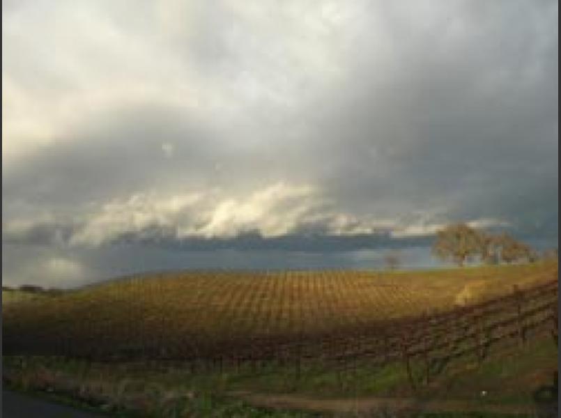 Vineyards in Suisun Valley