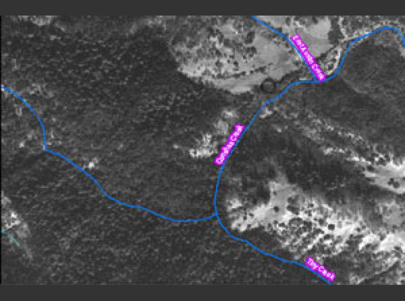 Conshea Creek area of Upper East Austin Creek Sub-basin in 1941-42, showing dense coniferous forest.	