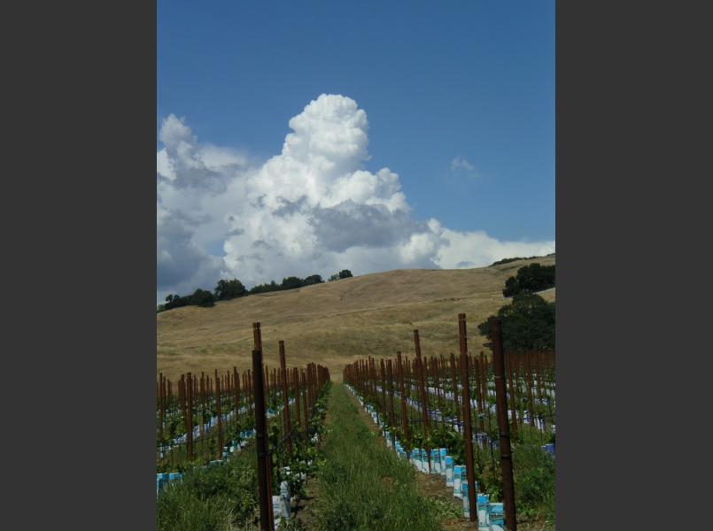 View of Sonoma Mountains	