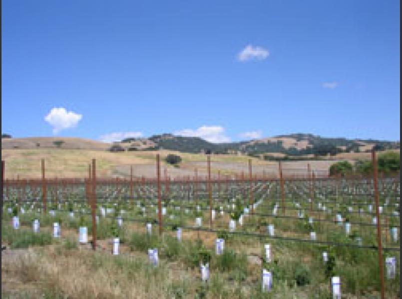 View of Sonoma Mountains	