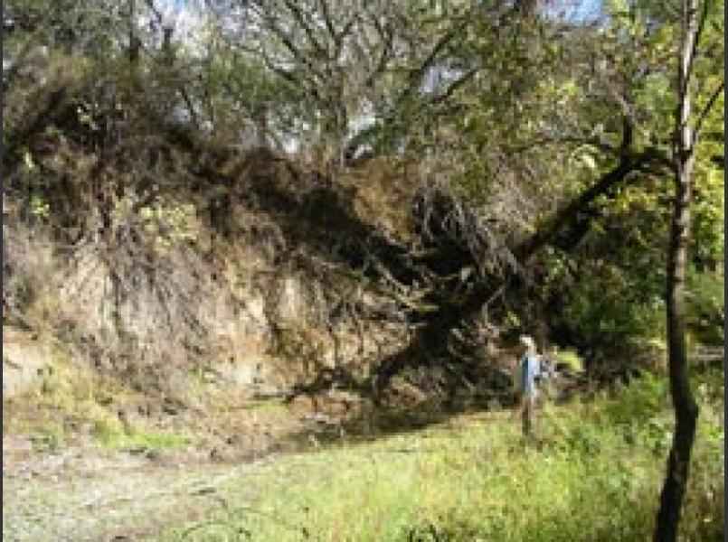 Steep vertical banks of entrenched Napa River channel