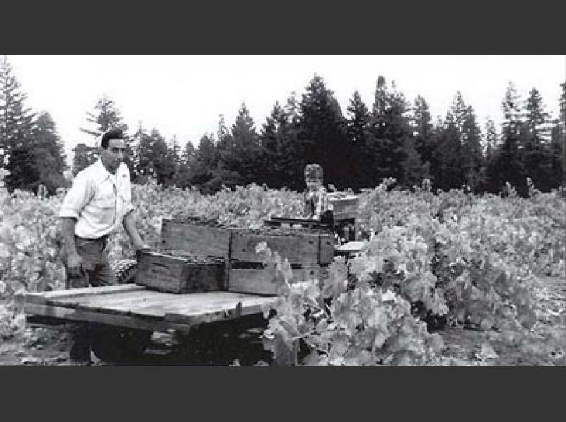 Grape harvest in 1957