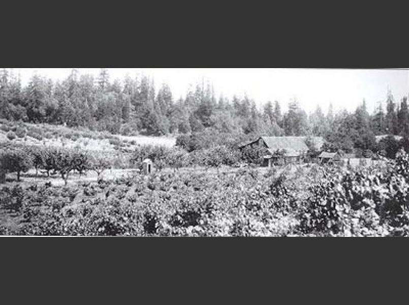 Vineyard on Greenwood Ridge in 1930s when total acres exceeded 200. Prohibition and several severe frost events in the 1940s wiped out all but three vineyards.
