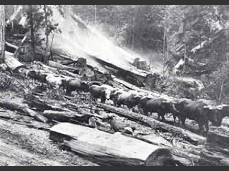 Early logging in the Gualala River watershed