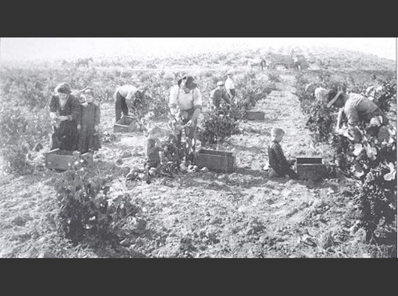 Grape harvest in 1925