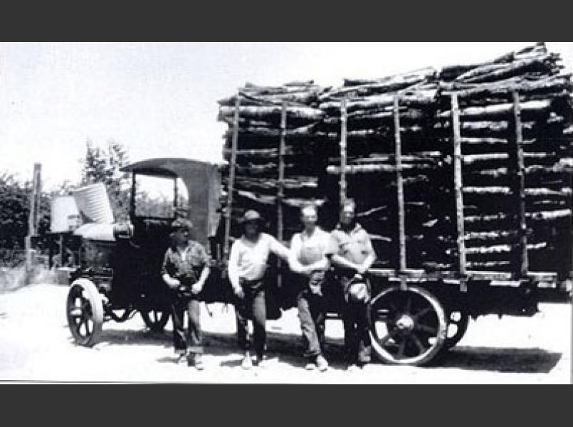 Harvest of tan oak bark from northwestern Sonoma County in 1920