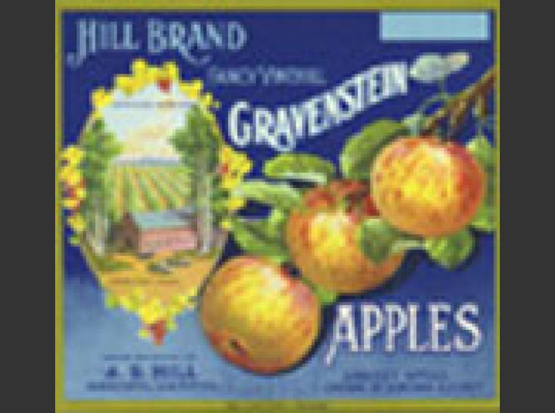 Gravenstein Apples