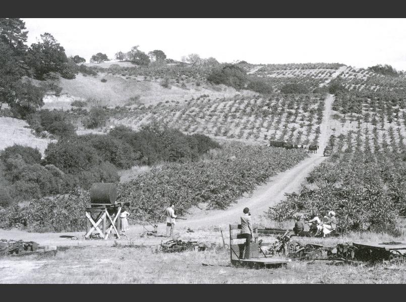 J. Pedroncelli Vineyard in 1934