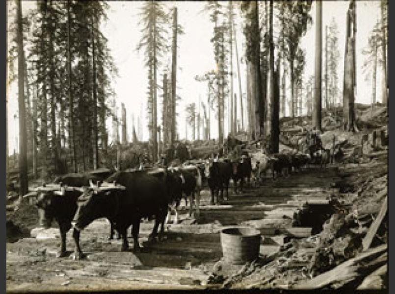 1800s logging of redwoods in the Russian River.	