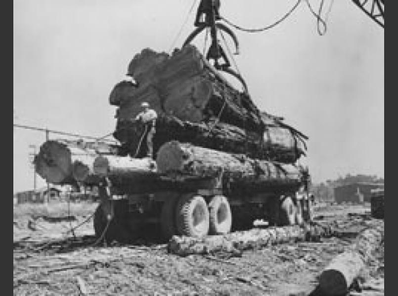 Clear cut logging in the 1940 and 50s used practices that left a legacy of erosion and siltation of creeks and fish habitats.	